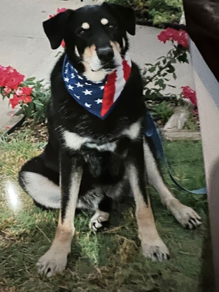 Dog for adoption - Brady, a Shepherd & Rottweiler Mix in Hutchinson, KS