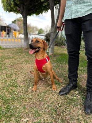 Name Cinnamon Gender Male Breed VizslaBeagle mix Personality Medium -high activity level with a