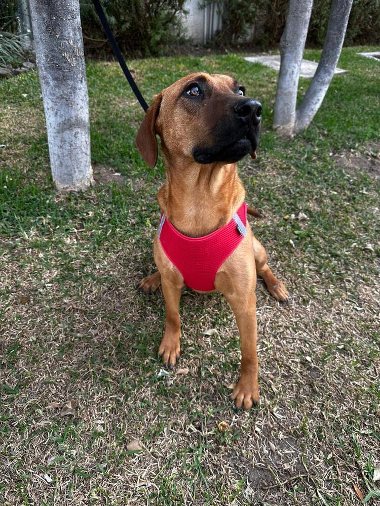 Cinnamon, an adoptable Vizsla, Beagle in Gig Harbor, WA, 98335 | Photo Image 2
