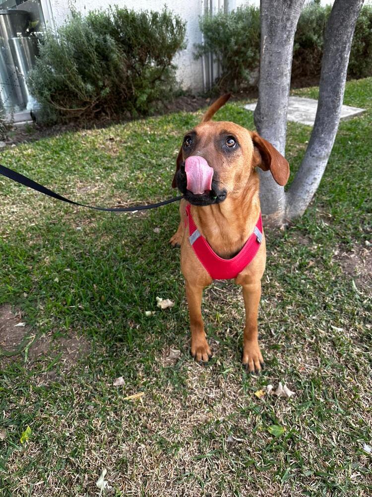 Cinnamon, an adoptable Vizsla, Beagle in Gig Harbor, WA, 98335 | Photo Image 5