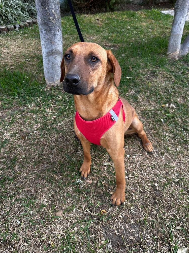Cinnamon, an adoptable Vizsla, Beagle in Gig Harbor, WA, 98335 | Photo Image 6