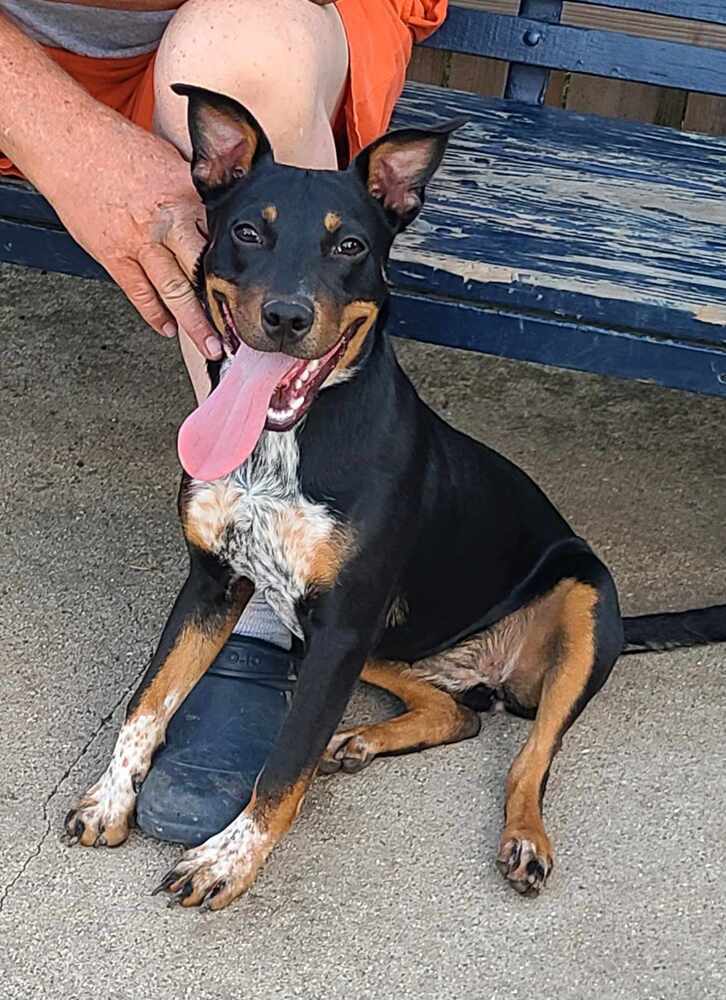 Blue heeler mixed with hot sale rottweiler