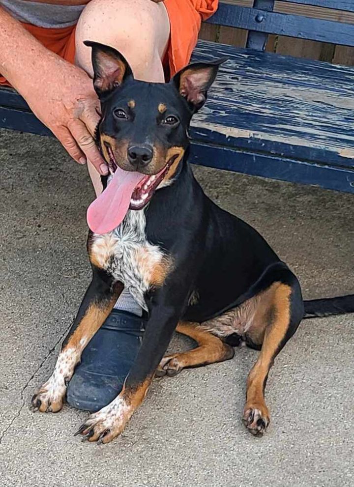 Rottweiler heeler mix store puppies