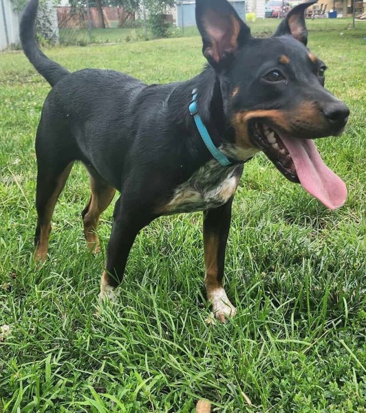 Rottweiler cross cattle store dog