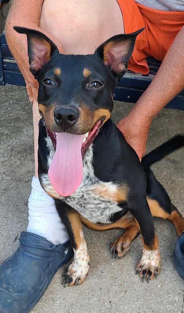 Australian cattle dog rottweiler best sale mix puppy