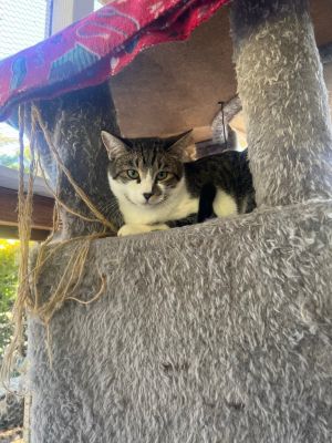 Pesto / Basil, Adult Male Domestic Short Hair