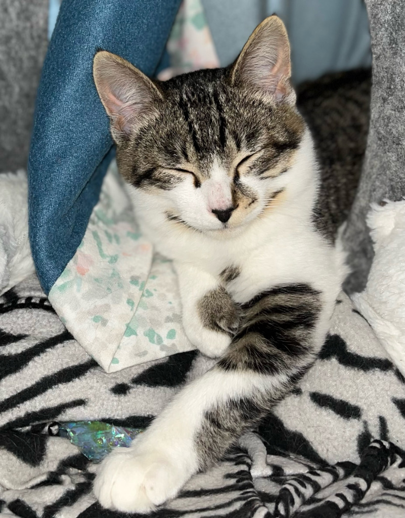 Pesto / Basil, an adoptable Domestic Short Hair in Napa, CA, 94559 | Photo Image 2