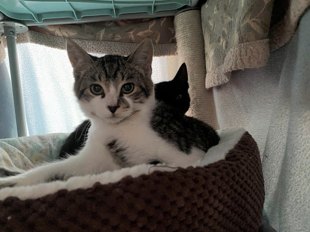 Pesto / Basil, an adoptable Domestic Short Hair in Napa, CA, 94559 | Photo Image 3