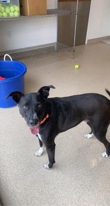 Boomer, an adoptable Border Collie, Labrador Retriever in Oskaloosa, IA, 52577 | Photo Image 1