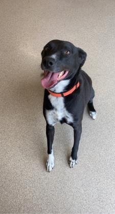 Boomer, an adoptable Border Collie, Labrador Retriever in Oskaloosa, IA, 52577 | Photo Image 2