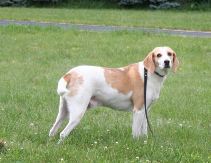 Dickens, an adoptable Coonhound Mix in Breinigsville, PA_image-2