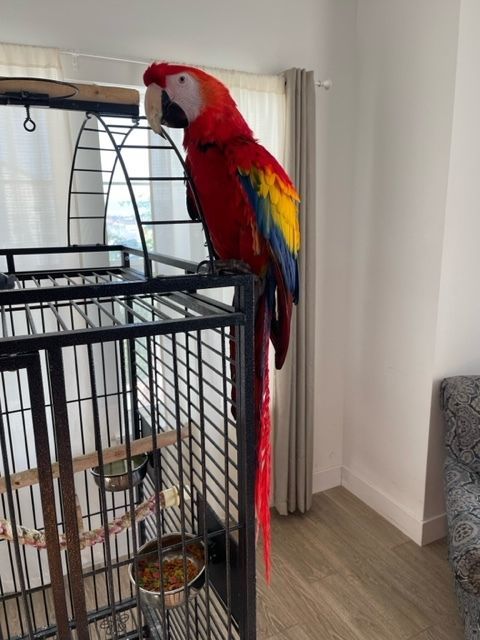 Onslow, an adoptable Macaw in Salt Lake City, UT_image-1