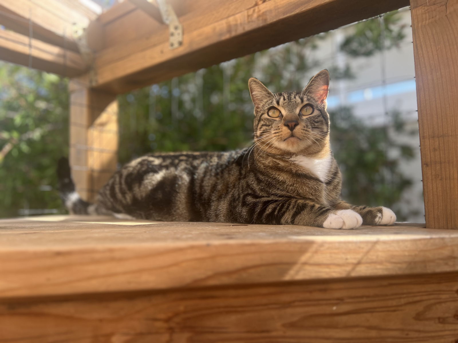 BASIL, an adoptable Domestic Short Hair in Walnut Creek, CA, 94596 | Photo Image 1