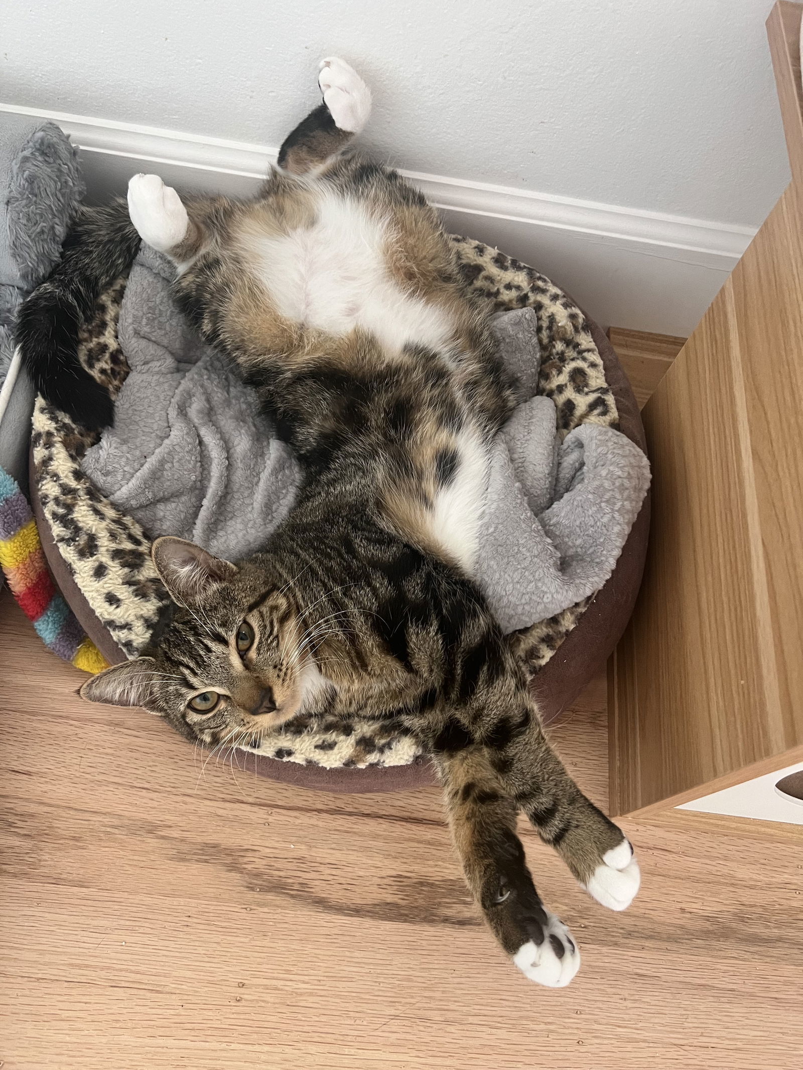BASIL, an adoptable Domestic Short Hair in Walnut Creek, CA, 94596 | Photo Image 3
