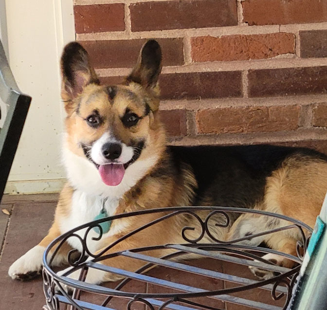 Best Dog Crates for Corgis: Crate Types, Sizes & More