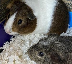 Hello there we are Toby and Tony We are two unaltered male guinea pigs who are bonded best buddies