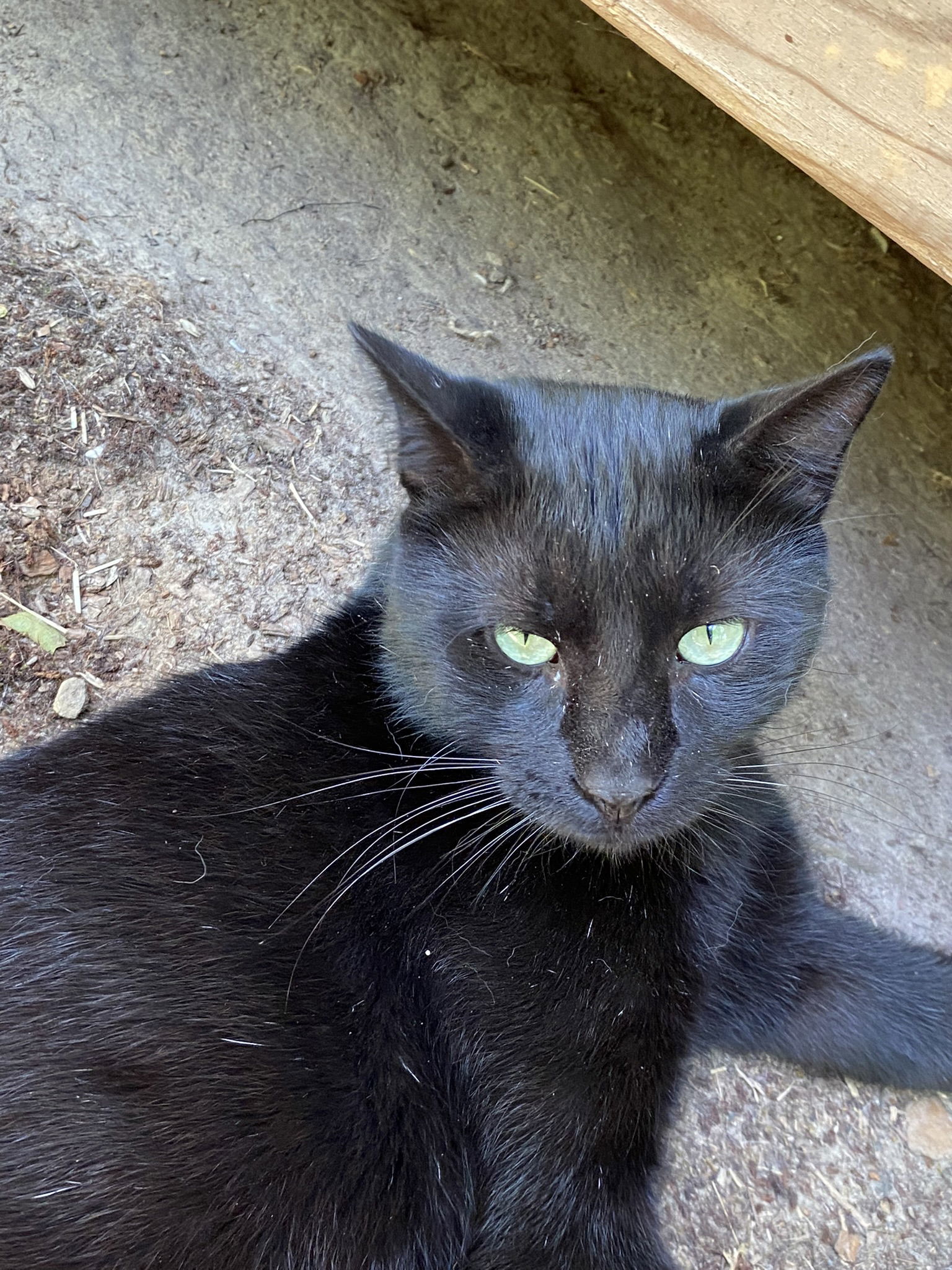 Tyrone, an adoptable Domestic Short Hair in Drasco, AR, 72530 | Photo Image 1