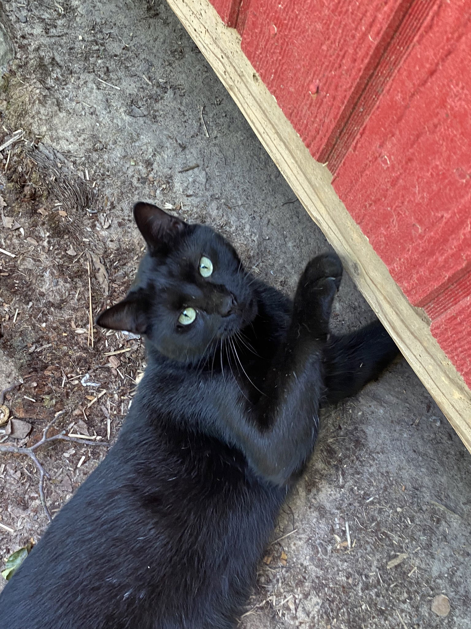 Tyrone, an adoptable Domestic Short Hair in Drasco, AR, 72530 | Photo Image 2