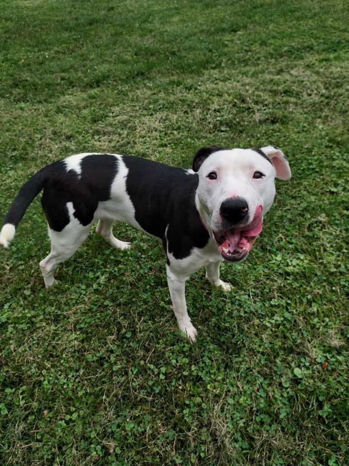 Nala, an adoptable Pit Bull Terrier in Ashland, OH_image-1