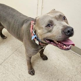 Tony  A0052764430, an adoptable Pit Bull Terrier Mix in Hamilton, OH_image-2