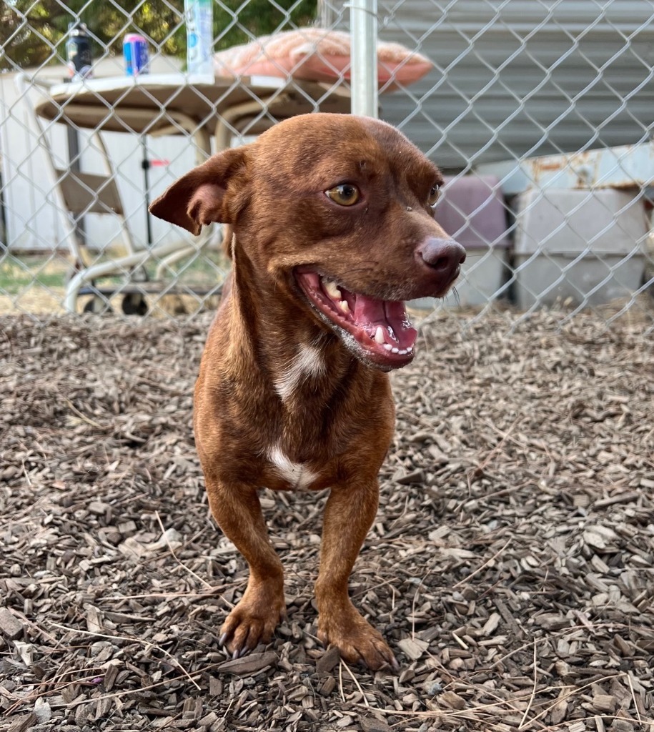 Scamp, an adoptable Chihuahua, Pug in Lemoore, CA, 93245 | Photo Image 1