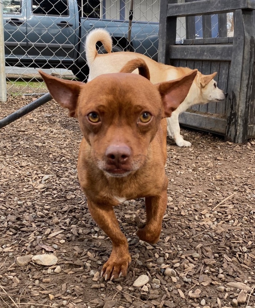 Scamp, an adoptable Chihuahua, Pug in Lemoore, CA, 93245 | Photo Image 3