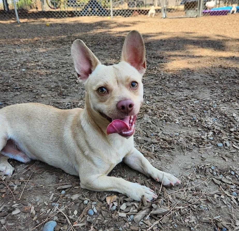 Scooter, an adoptable Chihuahua, Pug in Lemoore, CA, 93245 | Photo Image 1