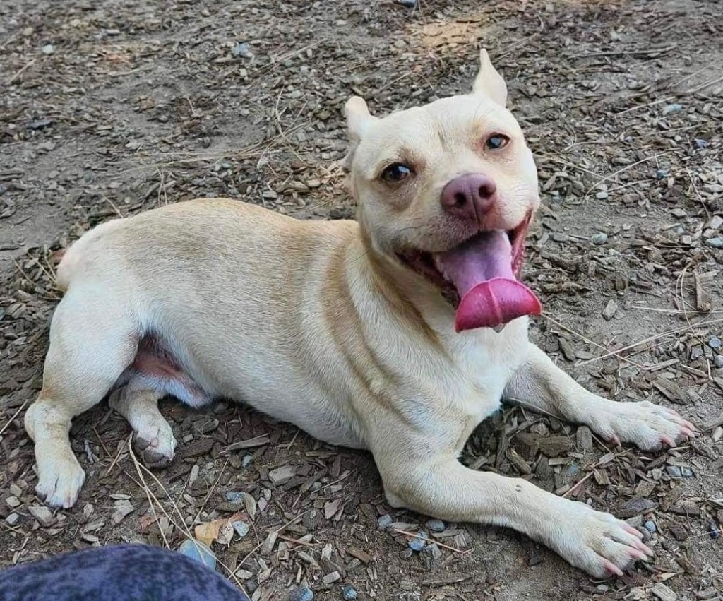 Scooter, an adoptable Chihuahua, Pug in Lemoore, CA, 93245 | Photo Image 2