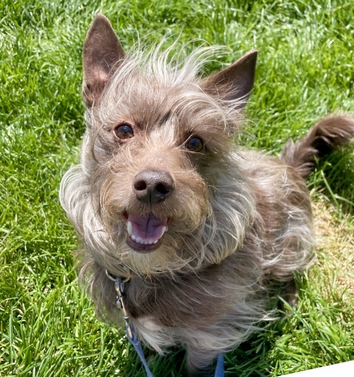 Rusty, an adoptable Yorkshire Terrier & Terrier Mix in Boulder, CO_image-1