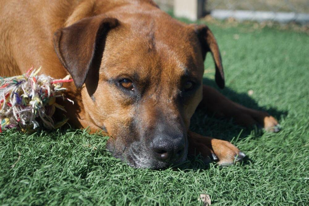 Bernadette, an adoptable Boxer, Black Mouth Cur in Papillion, NE, 68046 | Photo Image 5