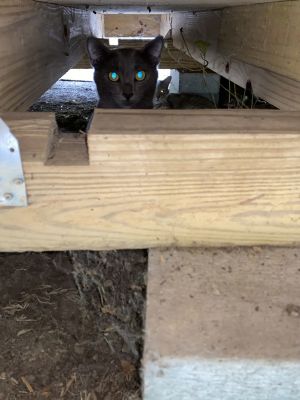 Asher, Young Male Domestic Short Hair