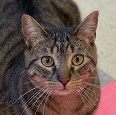 CHURCH, an adoptable Domestic Short Hair & Tabby Mix in Panora, IA_image-1