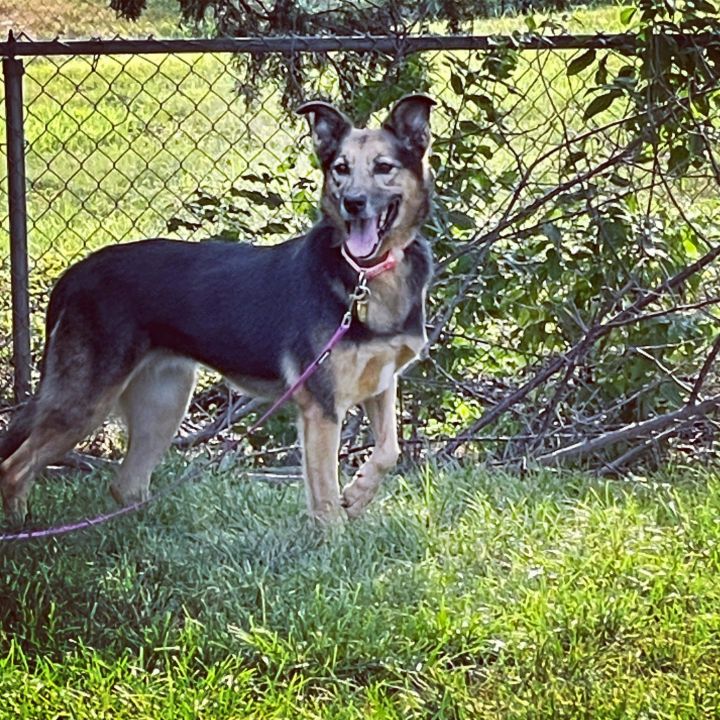 Deenah, an adoptable German Shepherd Dog Mix in East Peoria, IL_image-1