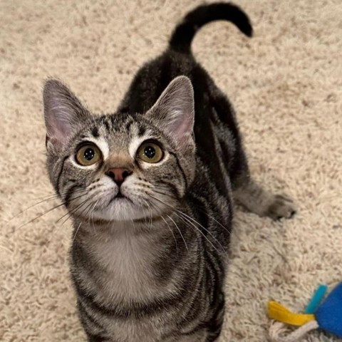 Willow, an adoptable Domestic Short Hair in Carroll, IA_image-2