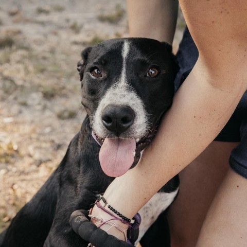 Captain Crunch, an adoptable Labrador Retriever Mix in San Antonio, TX_image-6