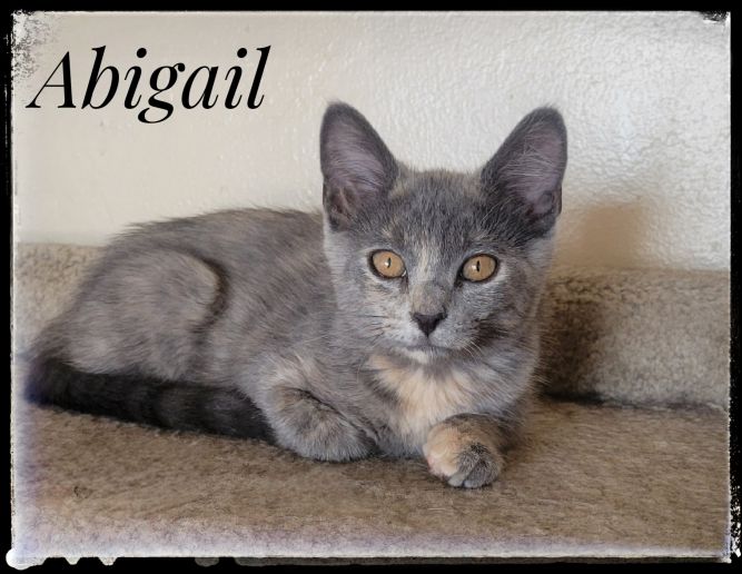 Abigail