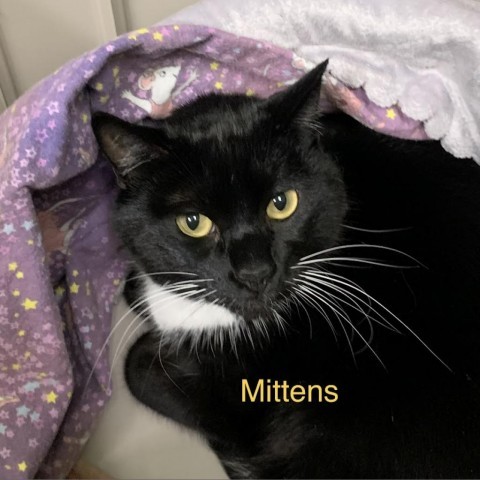 Mittens detail page