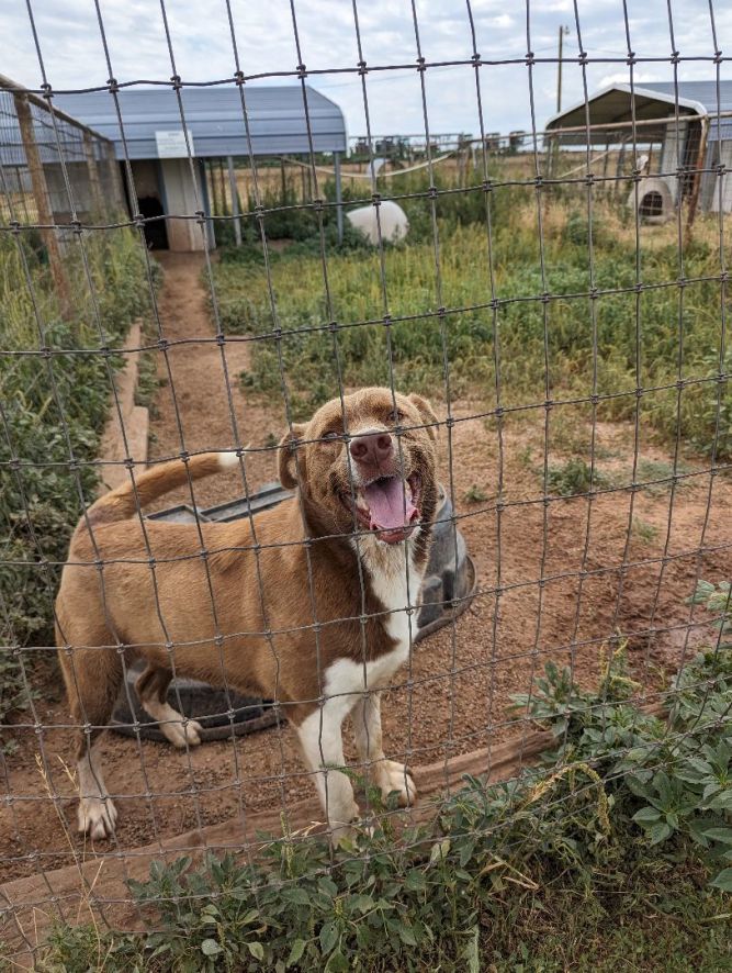 Dog for adoption - Oliver, an Anatolian Shepherd Mix in Lubbock, TX ...