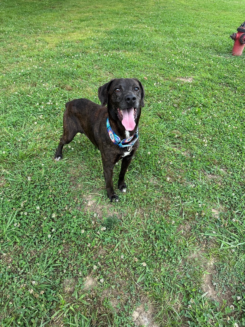 Dog for adoption Warren, a Boxer Mix in Manchester, TN Petfinder