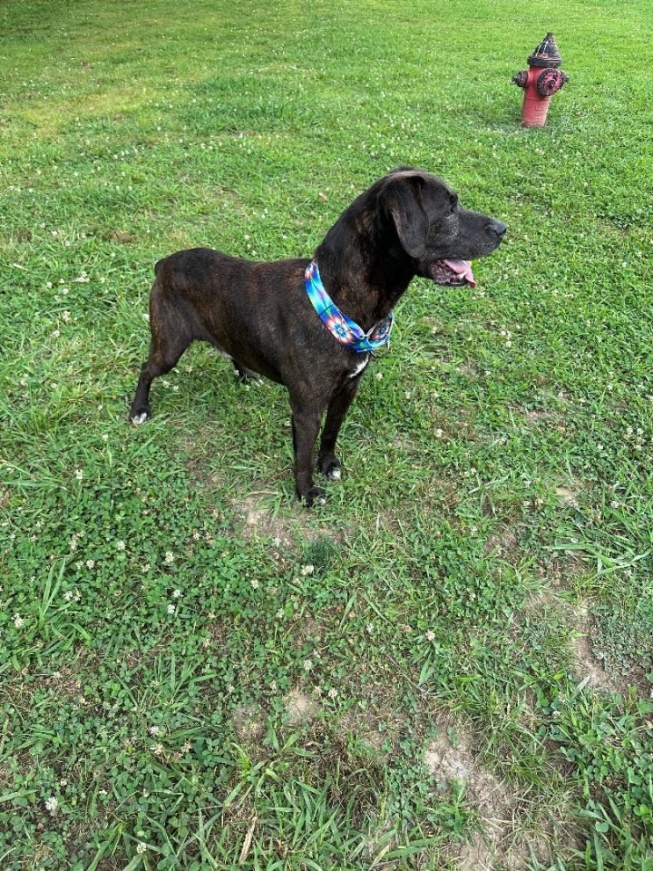 Dog for adoption Warren, a Boxer Mix in Manchester, TN Petfinder