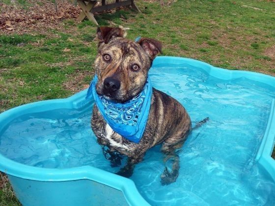 Rosco