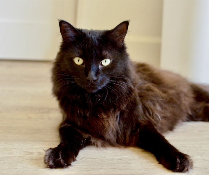 West, an adoptable Domestic Medium Hair in Springfield, OR_image-1