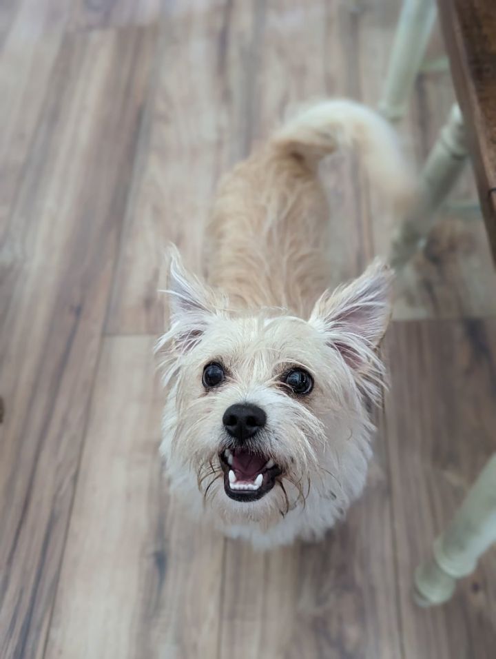 Yorkie poodle hot sale mix white