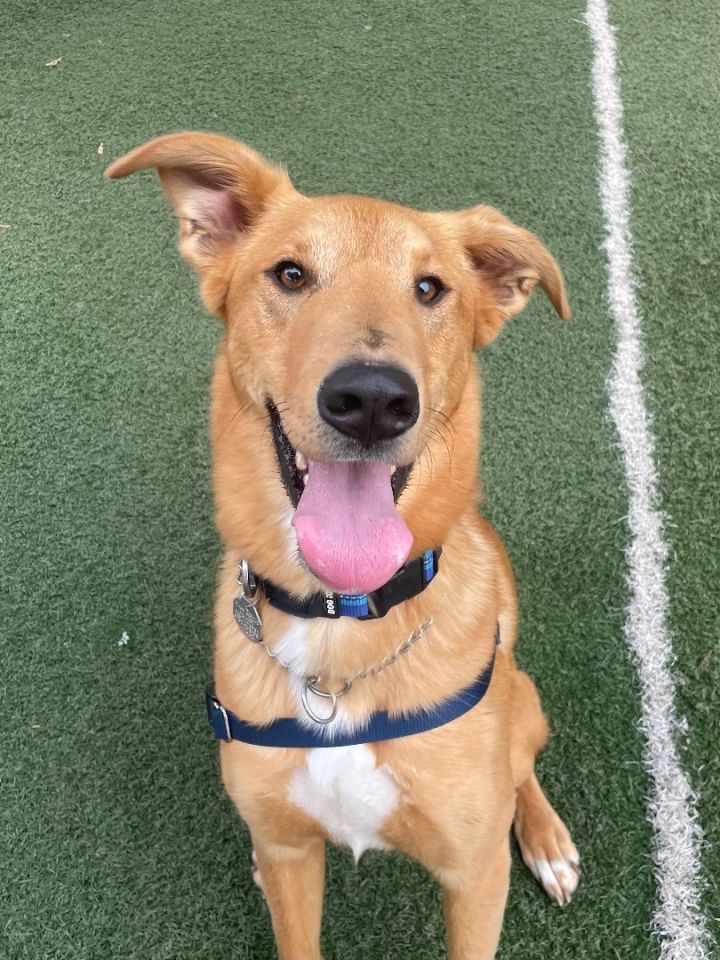 Cosmo, an adoptable Coonhound & German Shepherd Dog Mix in Omaha, NE_image-4