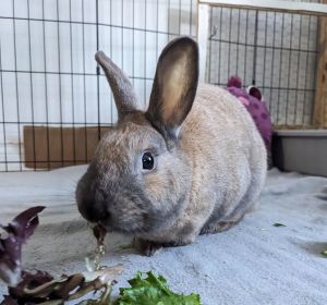 Shuri, Young Female Bunny Rabbit