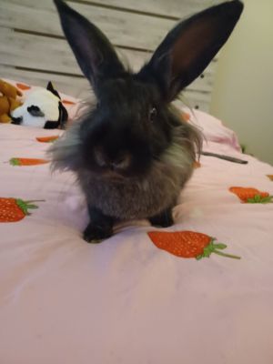 Benny (courtesy listing)