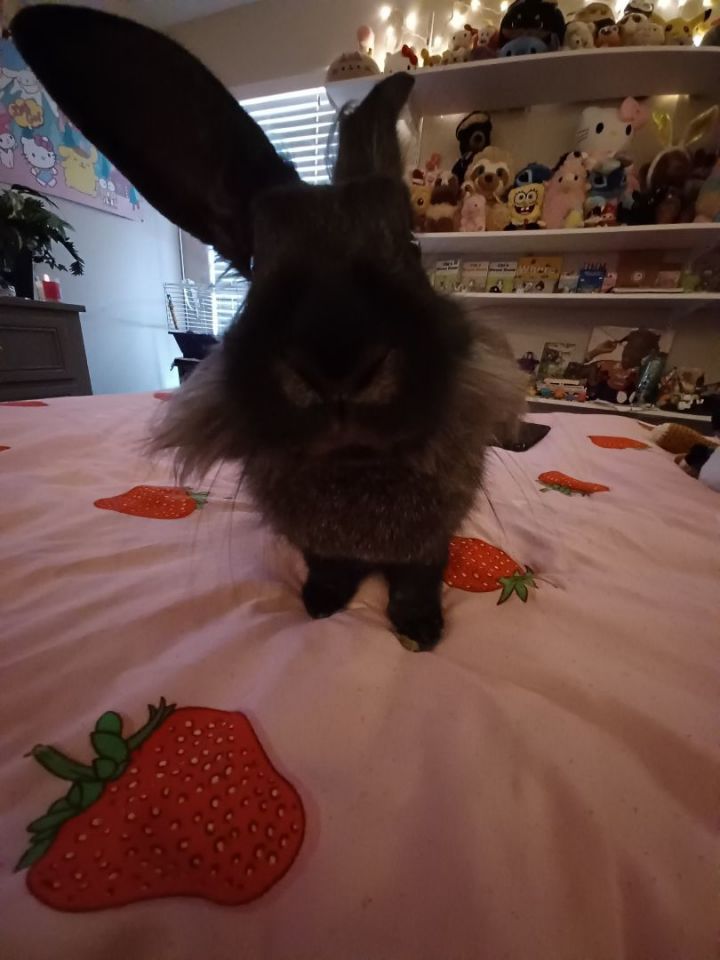 Benny (courtesy listing) 3