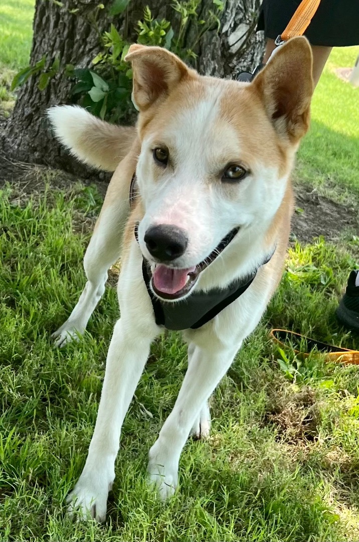 Holt, an adoptable Husky & Labrador Retriever Mix in Uvalde, TX_image-3