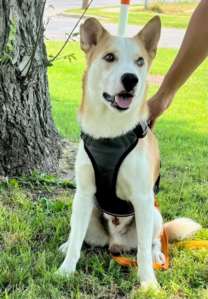 Holt, an adoptable Husky & Labrador Retriever Mix in Uvalde, TX_image-4