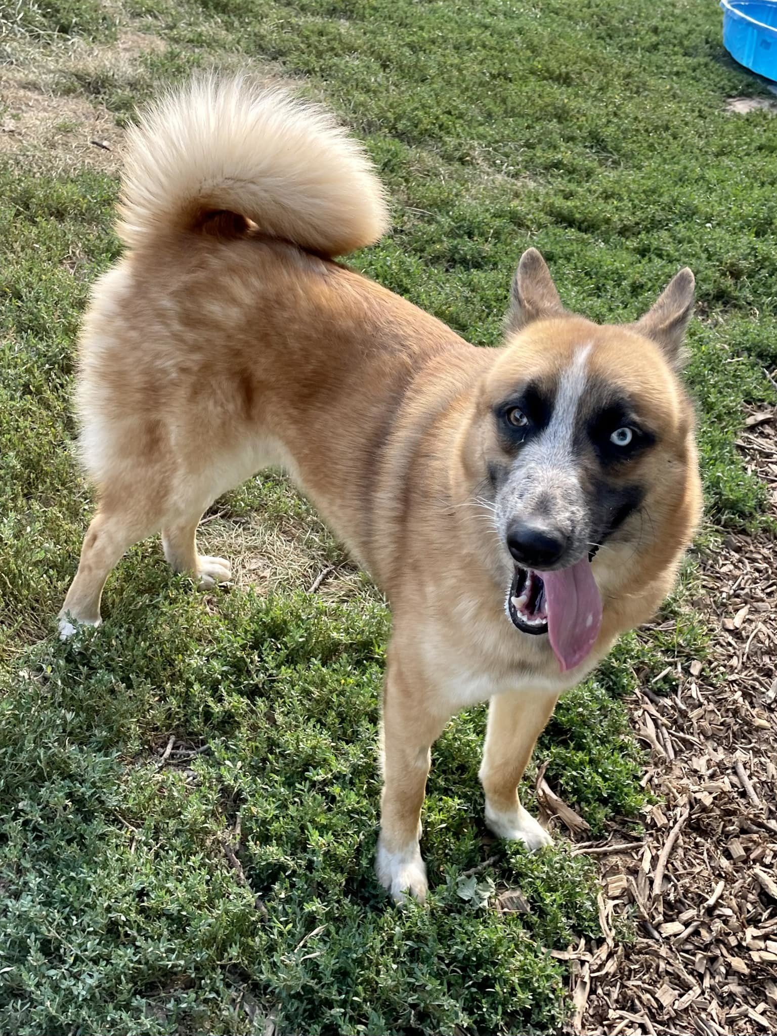 Lucky (Sponsored Fee), an adoptable Australian Cattle Dog / Blue Heeler, Husky in Austin, MN, 55912 | Photo Image 1